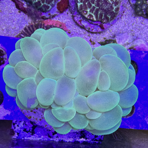 Plerogyra sinuosa